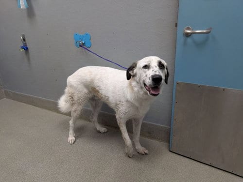 Photo of Lysander, adoptable Great Pyrenees in Las Vegas, Nevada
