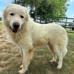 Photo of Tug JuM, adoptable Great Pyrenees in Baltimore, Maryland