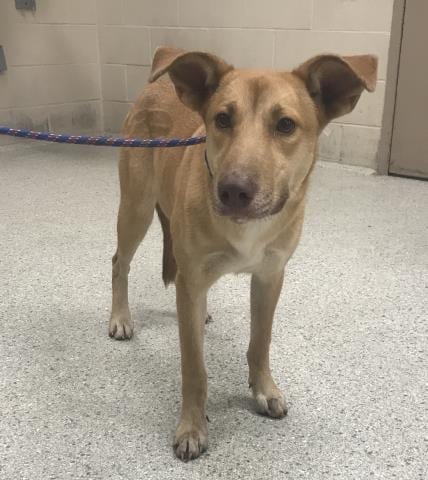 Photo of A432746, adoptable Labrador Retriever in Conroe, Texas
