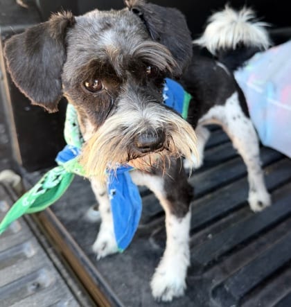Photo of Thomas, adoptable Schnauzer, Miniature/Mix in Auburn, Washington
