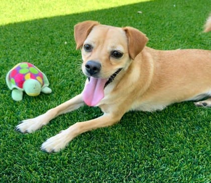 Photo of Candie, adoptable Chihuahua, Short Coat/Pug in Bakersfield, California
