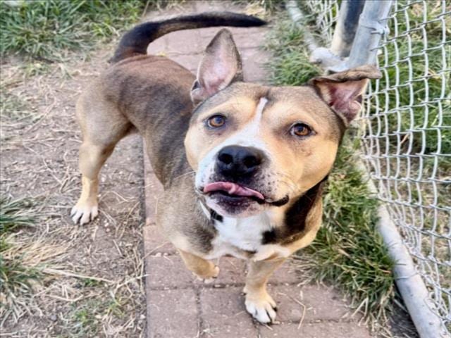 Photo of Martin, adoptable Staffordshire Bull Terrier mix in Houston, Texas
