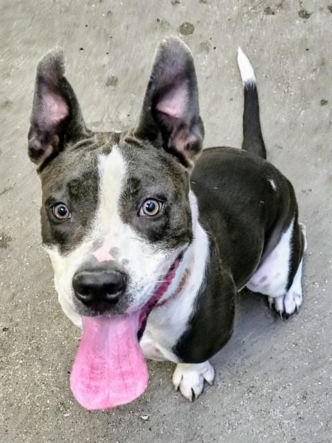 Photo of Drisella, adoptable dog
