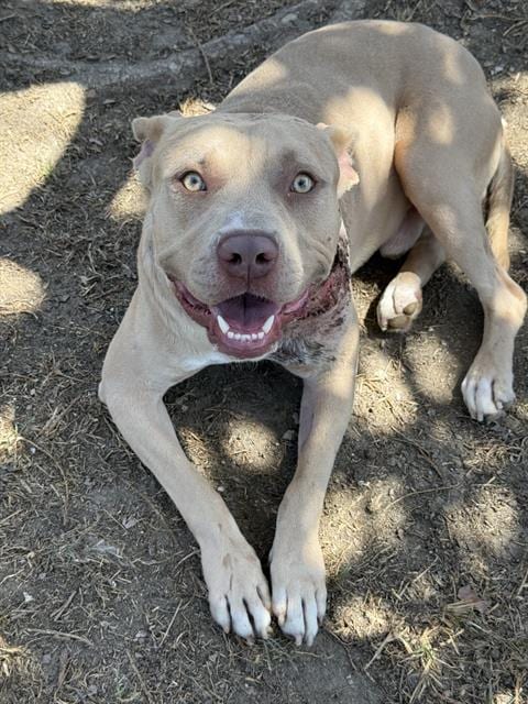 Photo of Pegasus, adoptable Pit Bull Terrier in Riverside, California