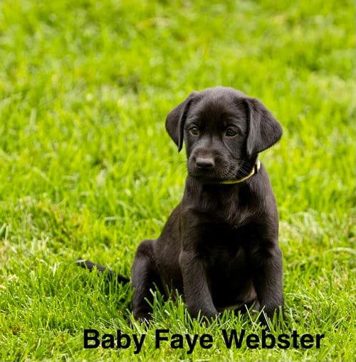 Photo of Baby Faye Webster, adoptable Labrador Retriever in Sandy, Utah