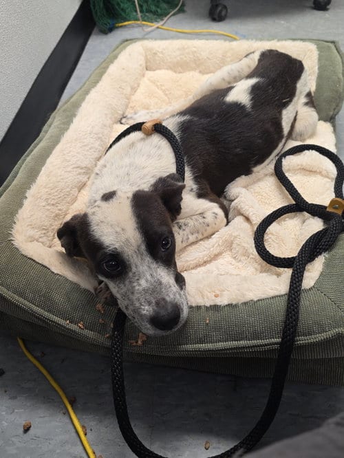 Photo of Juney, adoptable Australian Cattle Dog/Blue Heeler in Las Vegas, New Mexico