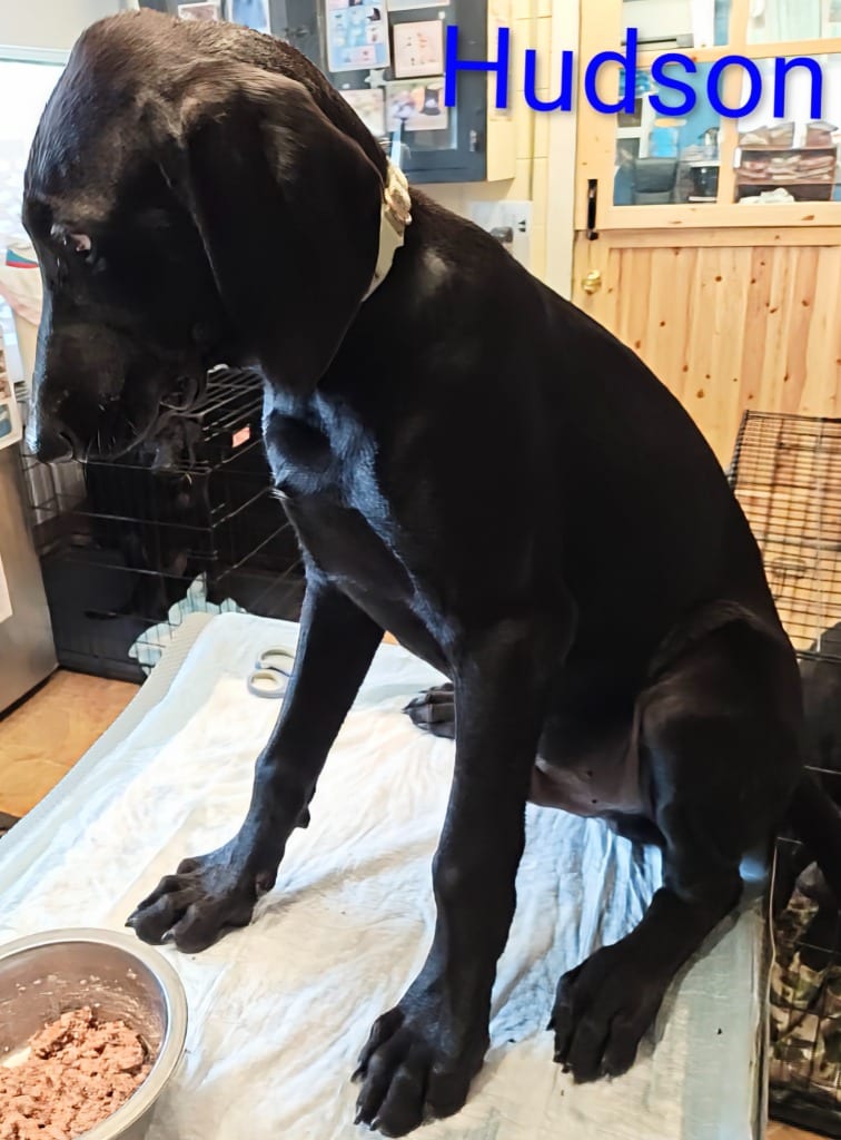 Photo of Hudson, adoptable Weimaraner in Mena, Arkansas