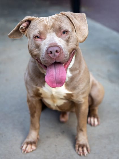 Photo of Chutney, adoptable dog in Chamblee, Georgia