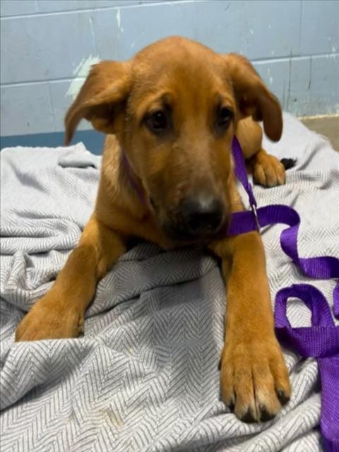 Photo of Vulpix, adoptable Anatolian Shepherd in Woodland, California