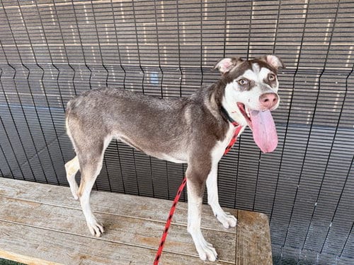 Photo of Sage, adoptable Siberian Husky in Garland, Texas