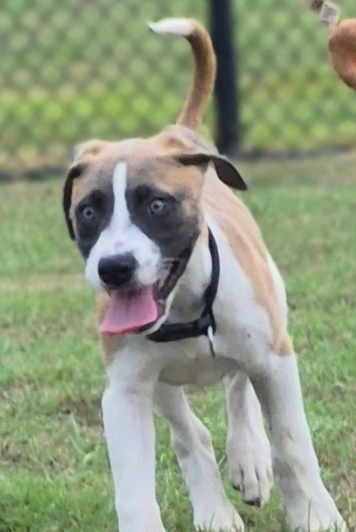 Photo of Ronan, adoptable Pit Bull Terrier in The Woodlands, Texas