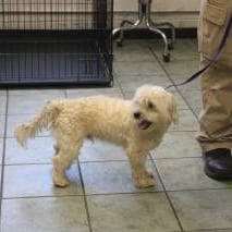 Photo of Snow, adoptable Maltese / Mix in Weatherford, Texas