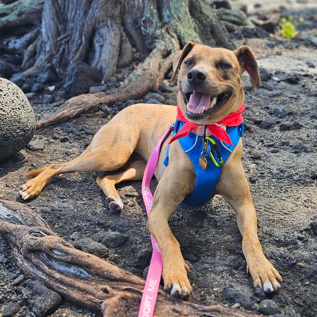 Photo of Honey, adoptable Mixed Breed (Medium)