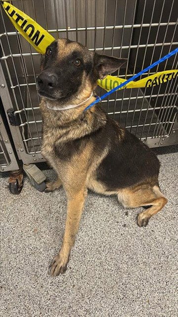 Photo of Panchito, adoptable German Shepherd Dog in Houston, Texas