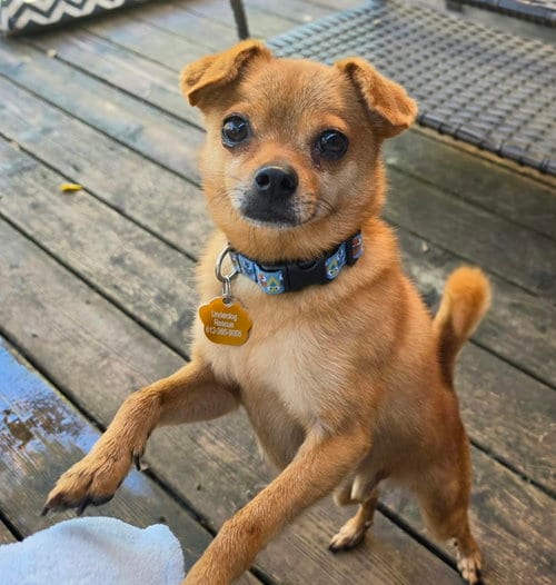 Photo of Ace, adoptable Chihuahua in St. Louis Park, Minnesota