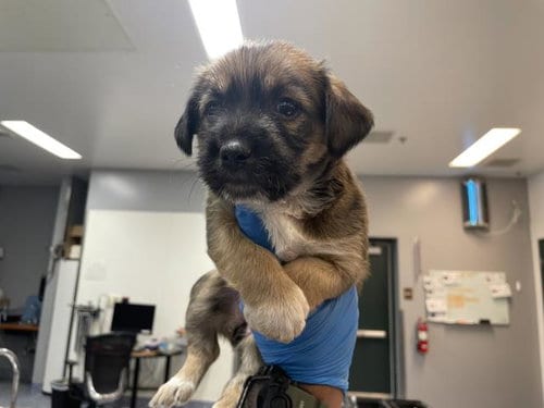 Photo of Scruffy, adoptable Terrier in Riverside, California