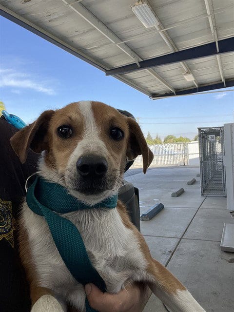 Photo of Winter, adoptable Chihuahua in Bakersfield, California