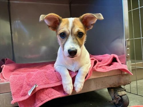 Photo of DW, adoptable Terrier in Santa Cruz, California