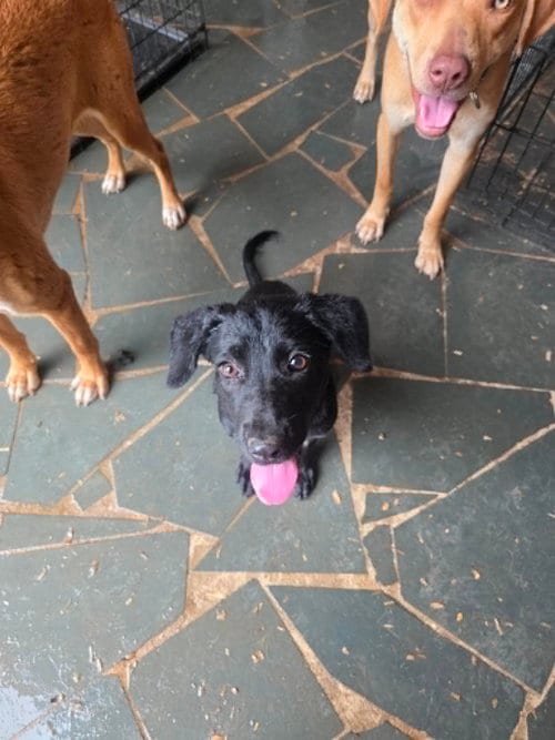 Photo of Daisy Rae - " Penn Litter ", adoptable Shepherd in Holly Springs, North Carolina
