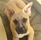 Photo of Dancer, adoptable Anatolian Shepherd in Fremont, California