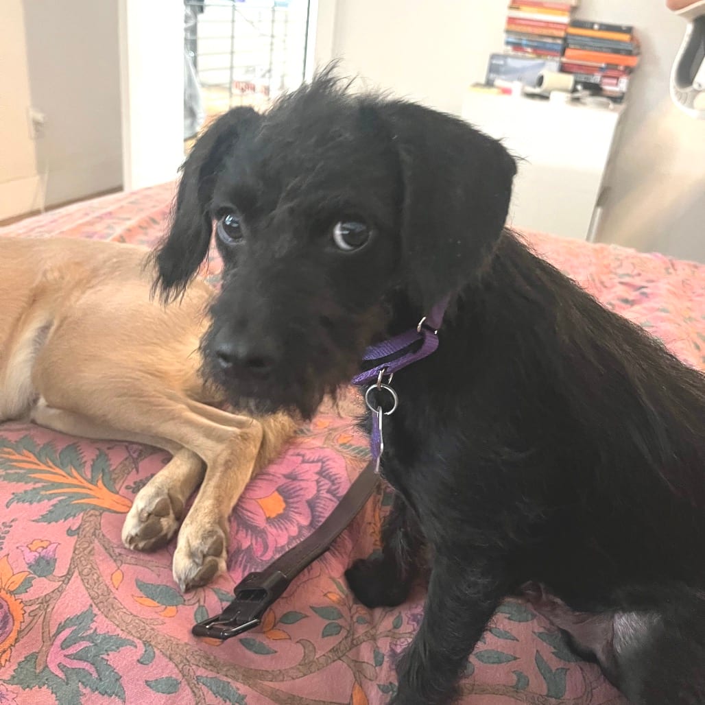 Photo of Suga, adoptable Terrier / Mixed Breed (Medium) in San Francisco, California
