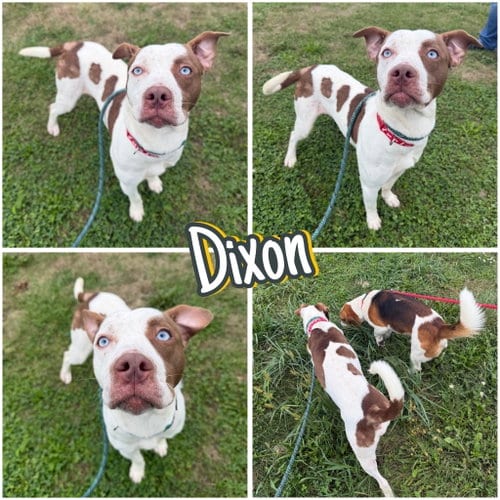 Photo of Dixon, adoptable American Staffordshire Terrier in Pierceton, Indiana