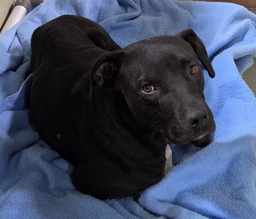 Photo of Wave, adoptable Pit Bull Terrier in Bakersfield, California