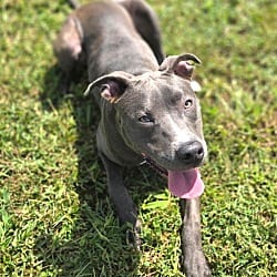 Photo of Sapphire / AC 27285 / AC 28236, adoptable American Pit Bull Terrier Terrier (Unknown Type, Small) in Greeneville, Tennessee