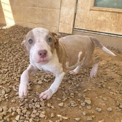 Photo of Soundwave 7700, adoptable Mixed Breed (Medium) in Loxahatchee, Florida