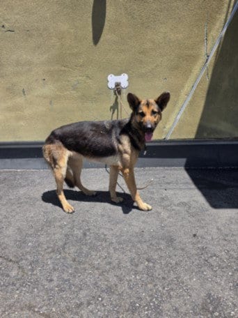 Photo of Jenna, adoptable German Shepherd Dog in Los Angeles, California