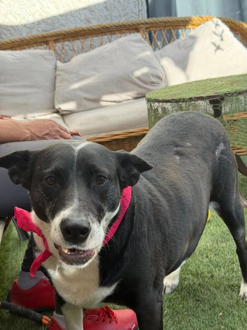 Photo of Vaca, adoptable Australian Kelpie in Inglewood, California