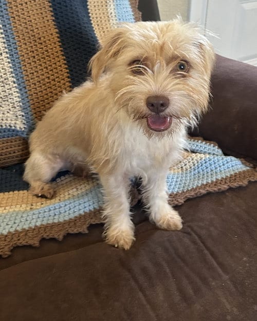 Photo of Cupcake, adoptable Terrier in Pipe Creek, Texas