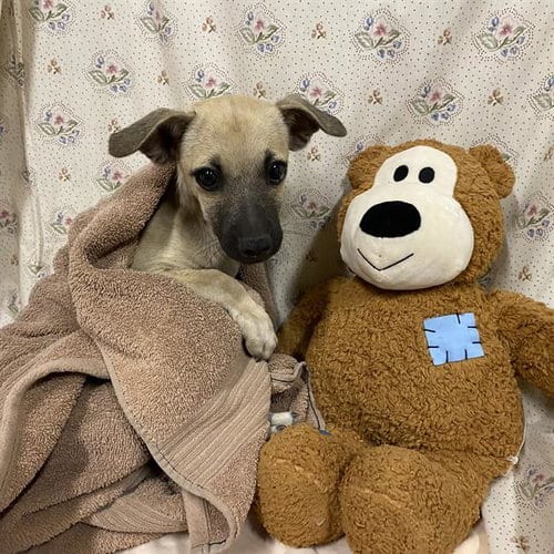 Photo of Tundra, adoptable Chihuahua in Modesto, California