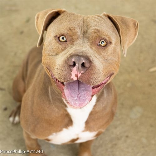 Photo of Prince Phillip, adoptable American Bulldog in Sacramento, California