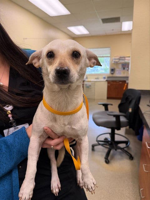 Photo of Felix, adoptable Chihuahua in Fort Myers, Florida