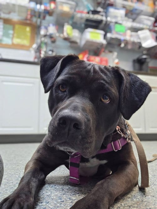 Photo of Bunnie, adoptable Labrador Retriever in Sayreville, NJ, New Jersey