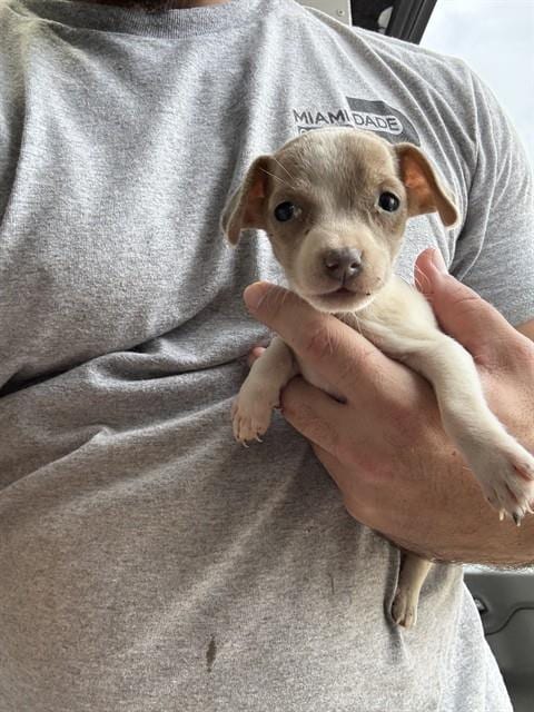 Photo of Ash, adoptable Chihuahua in Miami, Florida