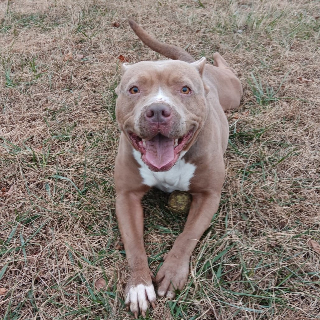 Photo of Ophelia, adoptable Terrier, American Staffordshire