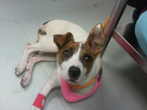 Photo of Dreamy, adoptable Jack Russell Terrier (Parson Russell Terrier) in Albuquerque, New Mexico