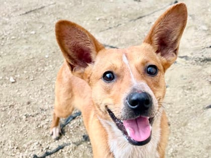 Photo of Reuben, adoptable dog in Georgetown, Texas