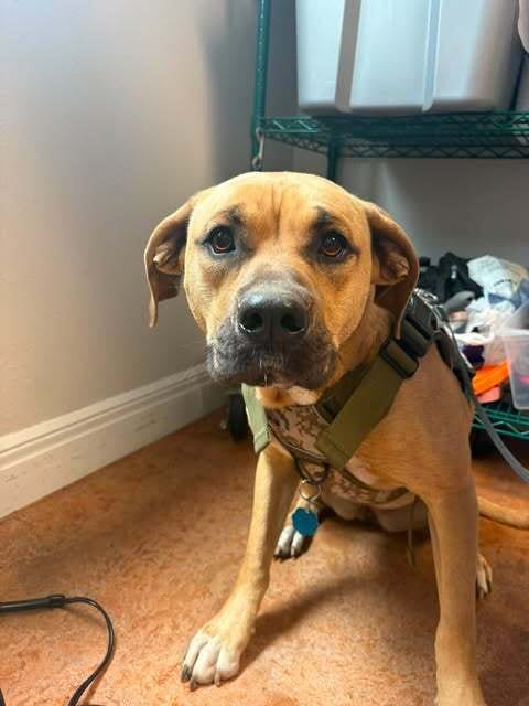 Photo of Mia, adoptable Pit Bull Terrier in Bolivar, Missouri