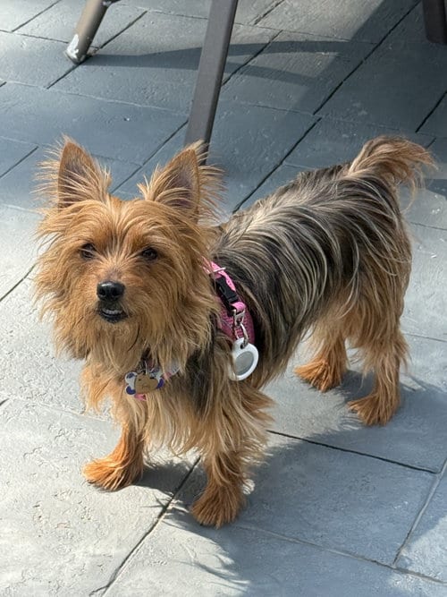 Photo of Destiny, adoptable Yorkshire Terrier Yorkie in North Babylon, New York