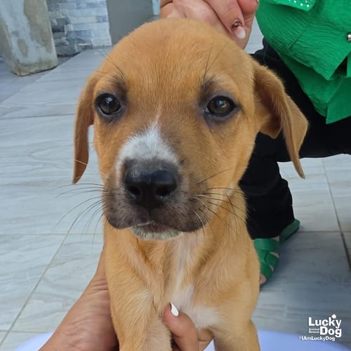 Photo of Asher, adoptable Labrador Retriever in Washington, District of Columbia