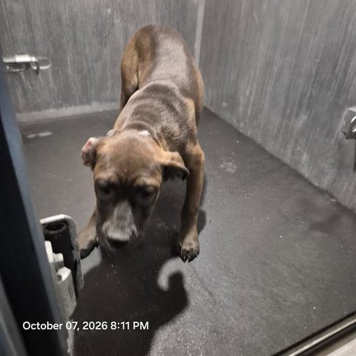 Photo of Nessa, adoptable Terrier in San Antonio, Texas