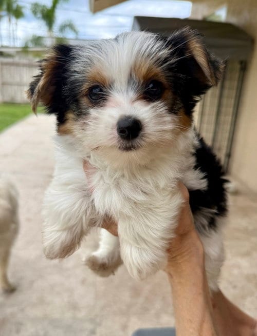 Photo of Mary Parti Yorkie Hypoallergenic, adoptable Yorkshire Terrier Yorkie in Boca Raton, Florida
