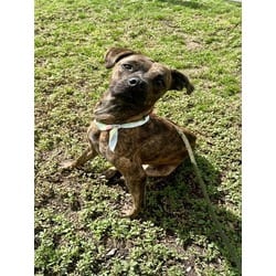 Photo of Genny, adoptable Terrier (Unknown Type, Medium) in Doral, Florida