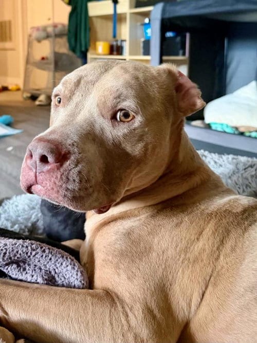 Photo of Princess Priscilla, adoptable Pit Bull Terrier in Las Vegas, Nevada