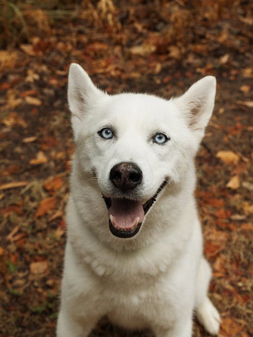 Photo of Elodie, adoptable Siberian Husky in Carrollton, Texas