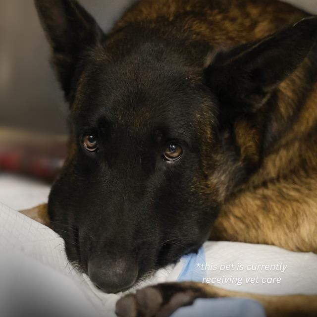 Photo of Piston, adoptable dog in San Antonio, Texas