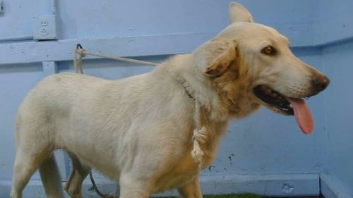 Photo of A5800977, adoptable German Shepherd Dog in Gardena, California